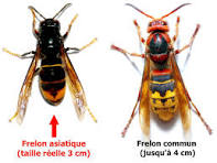 Surveillance du frelon asiatique